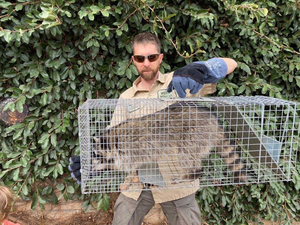 Greenville raccoon trapping